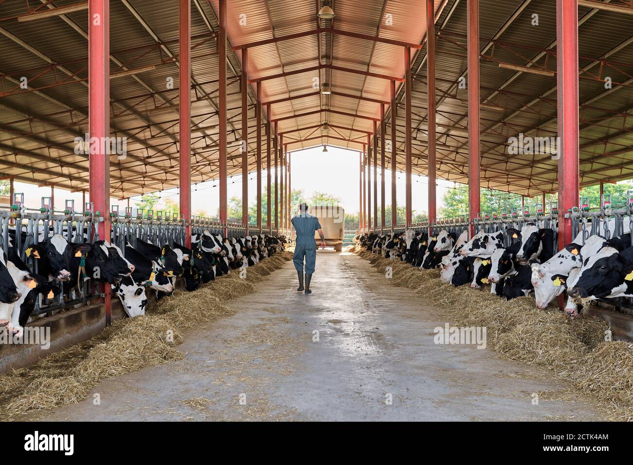 Farmer walking in cattle surrounded by herd of cows Stock Photo - Alamy