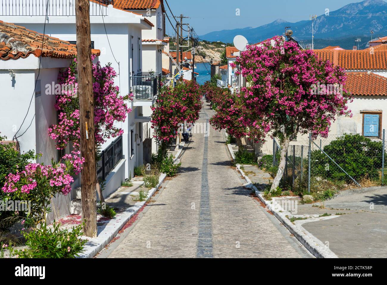 Greece, North Aegean, Pythagoreio, Houses and pink blossoming trees along cobblestone town street Stock Photo