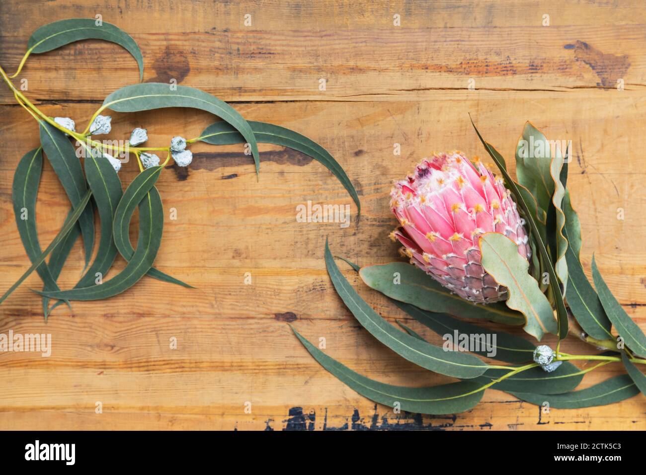 Protea flower and branch of southern blue gum (Eucalyptus globulus) on wooden surface Stock Photo