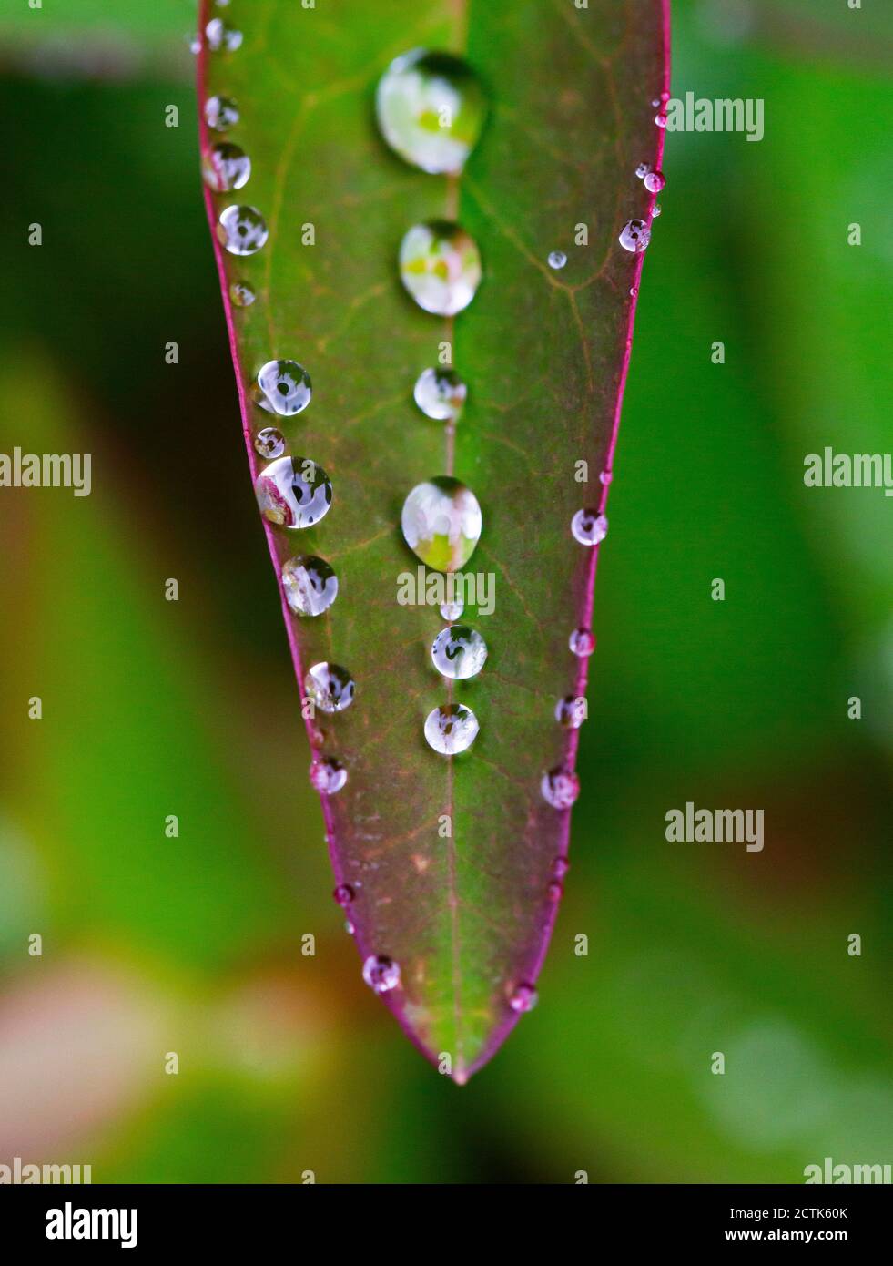 Raindrops on green leaf of Saint Johns wort (Hypericum perforatum) Stock Photo