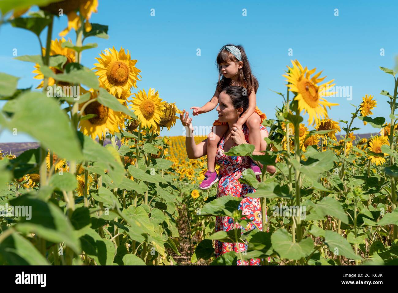 Single mother carrying daughter on shoulders in sunflower field Stock Photo