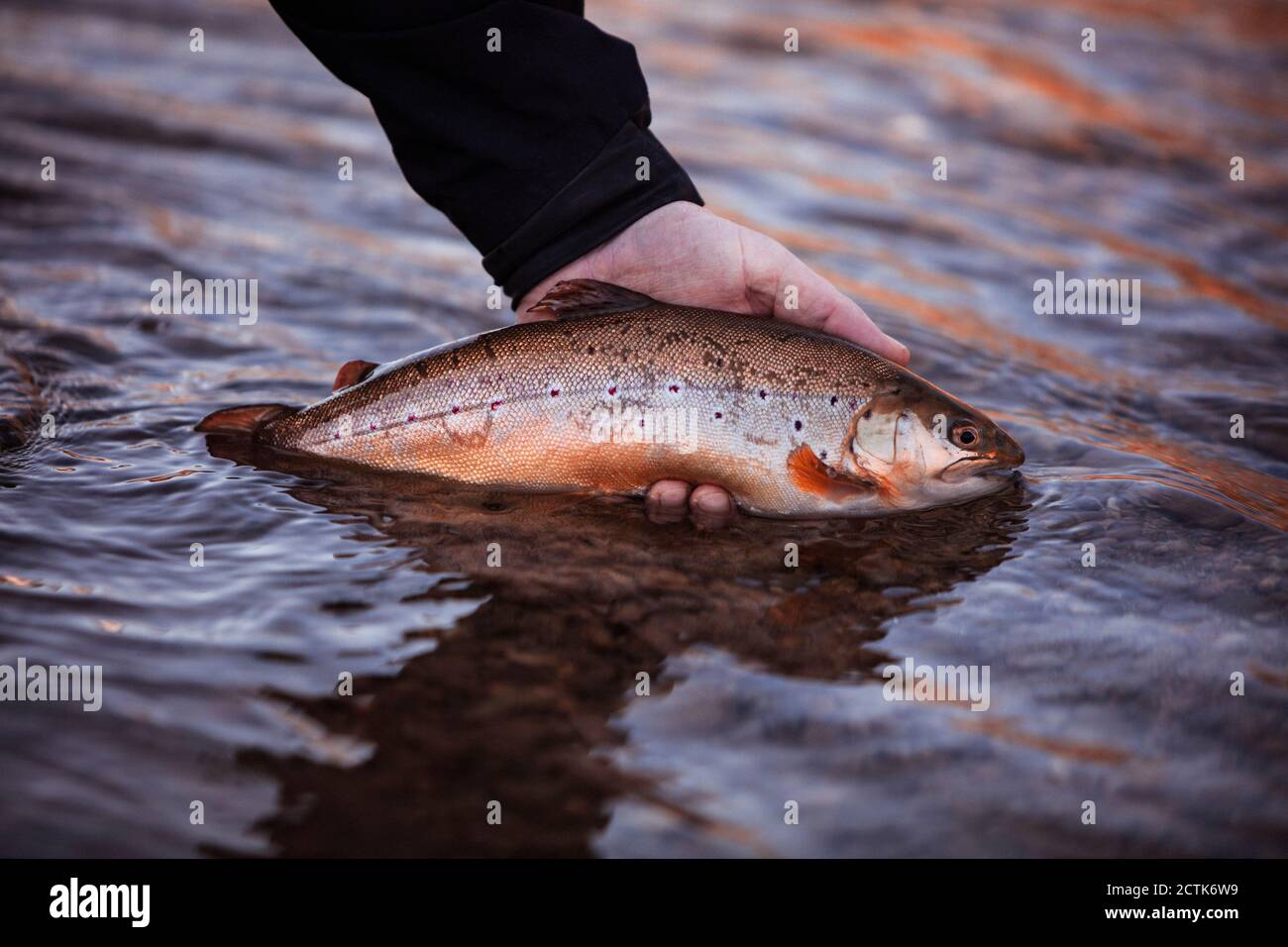 Fisherman hand releasing caught fish in river Stock Photo
