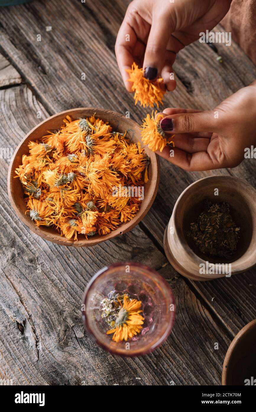Hands of woman choosing fresh orange flowers for preparing herbal tea on wooden table Stock Photo