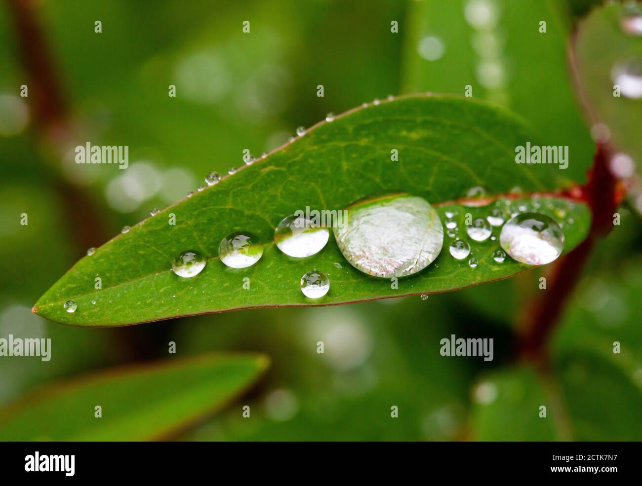 Raindrops on green leaf of Saint Johns wort (Hypericum perforatum) Stock Photo