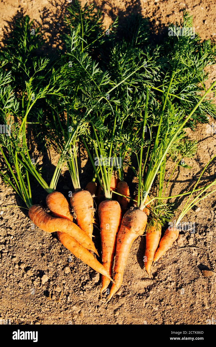 Freshly carrots hires stock photography and images Alamy