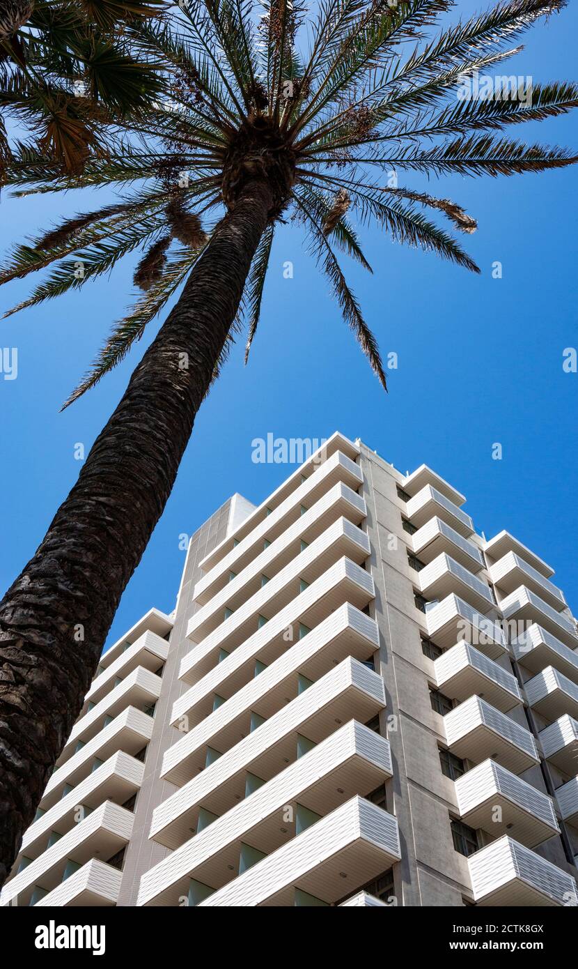 Palm tree in front of high rise hotel Stock Photo - Alamy
