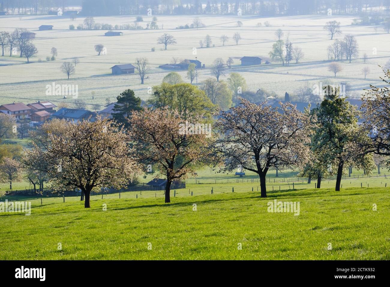 Wild cherries (Prunus avium) blossoming in spring Stock Photo