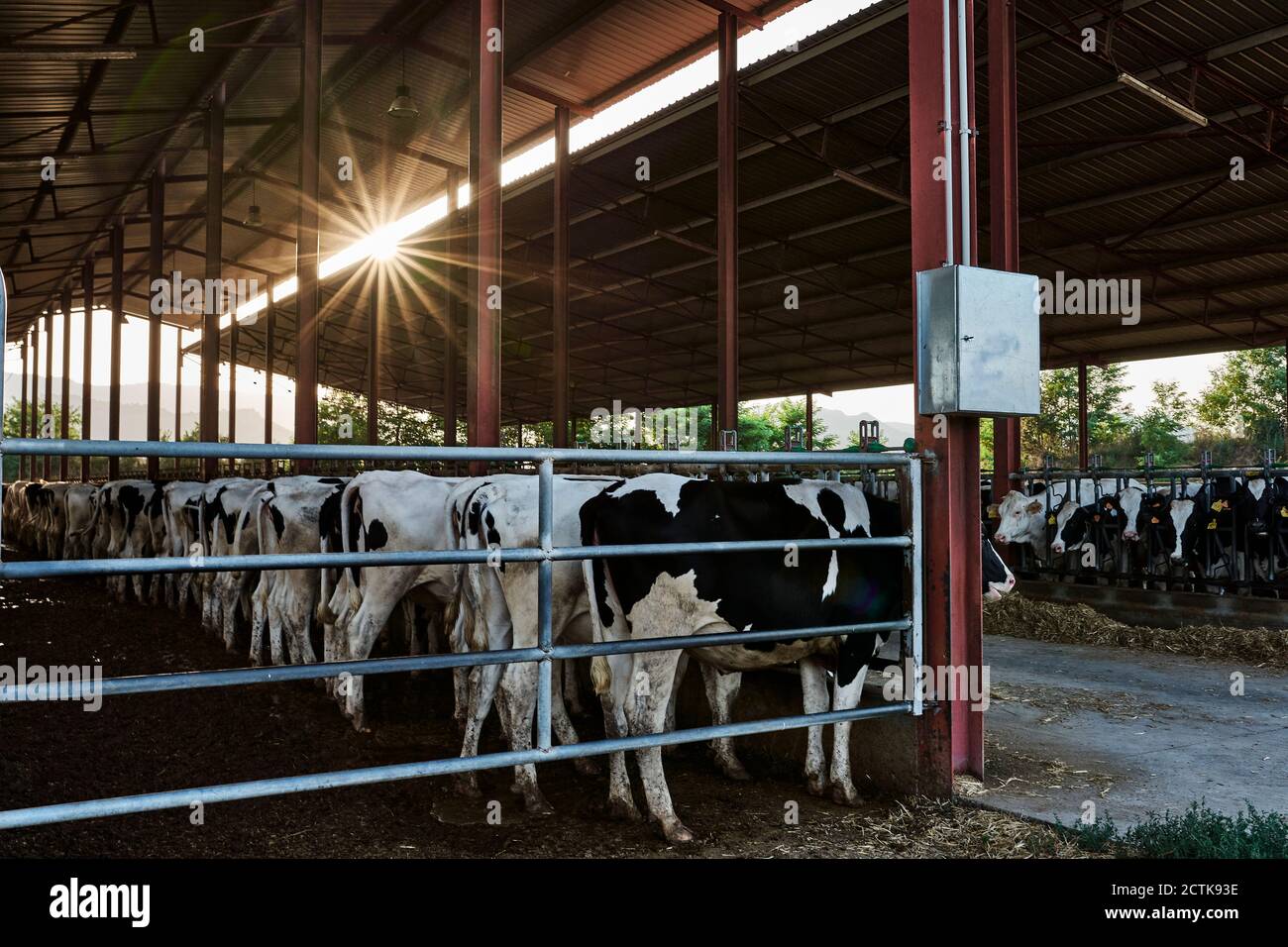 Herd of cow standing inside barn in shed at farm Stock Photo