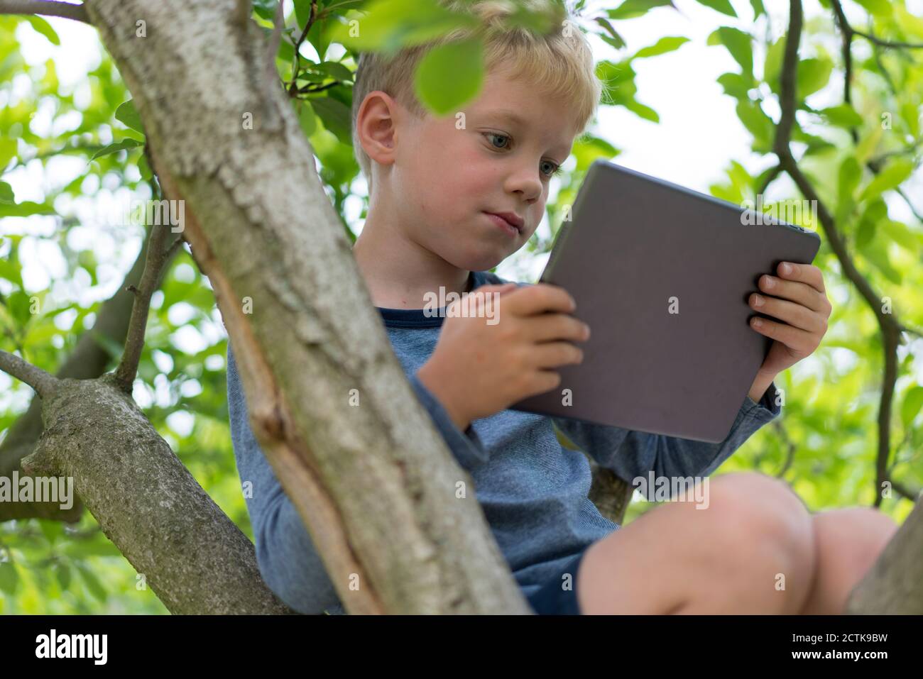 Cute boy using digital tablet while sitting on tree branch Stock Photo ...