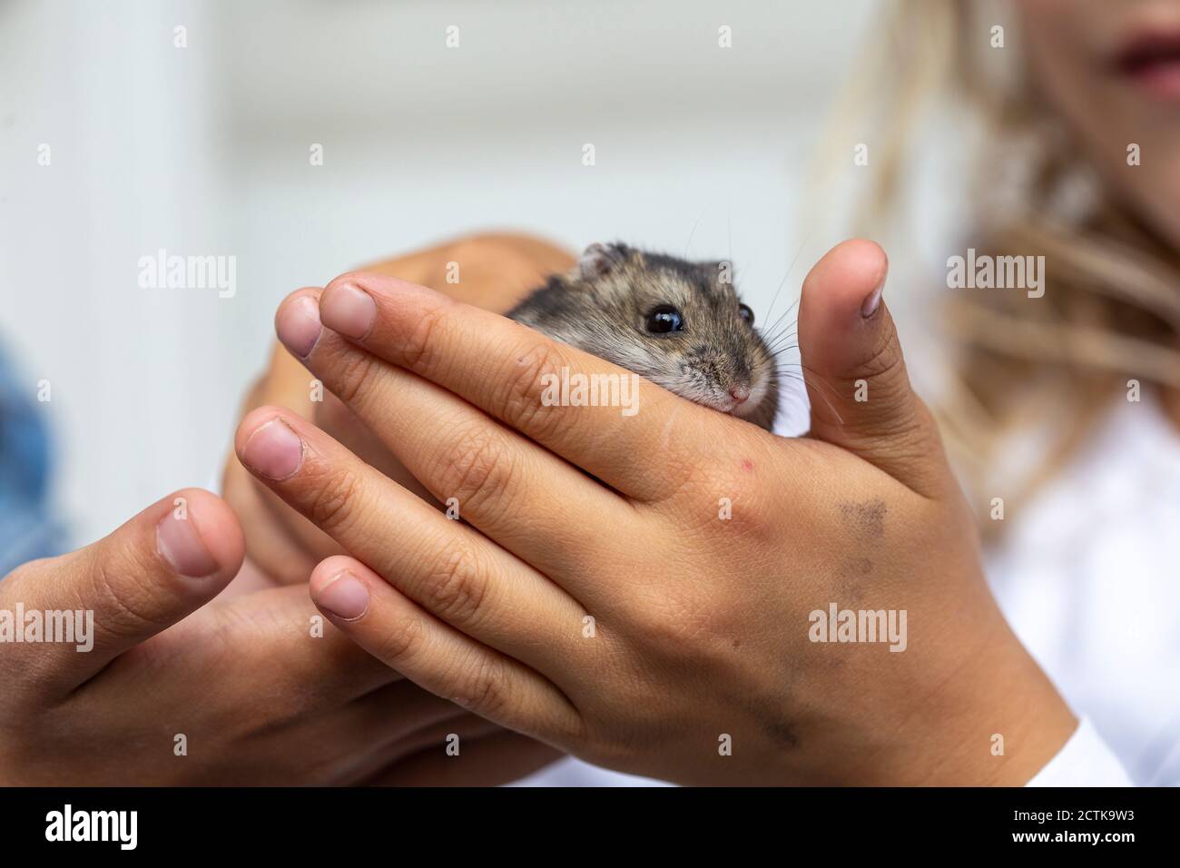 Man holding a tiny, beautiful hamster Stock Photo by ©fantom_rd 100965504