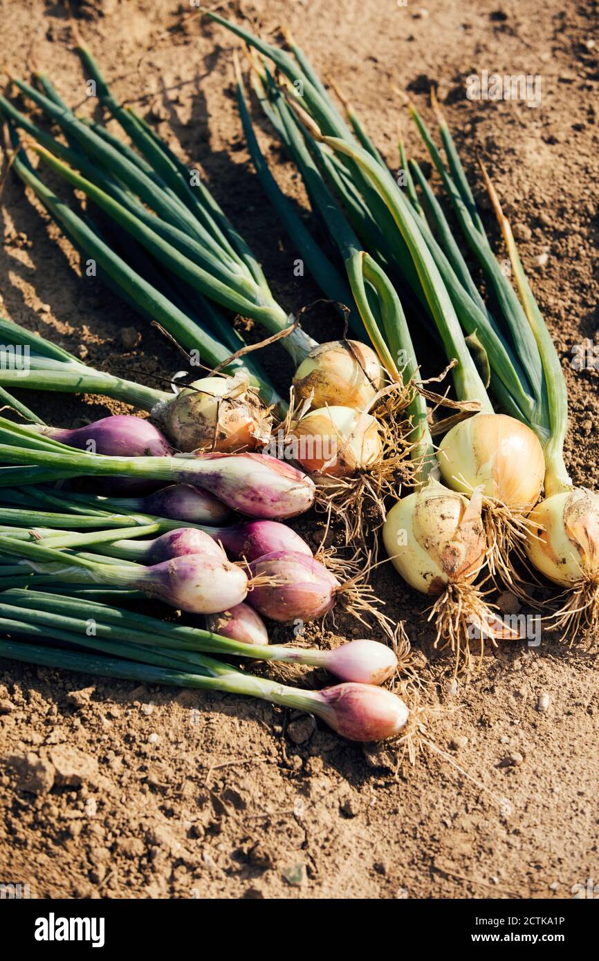 Harvested onions hi-res stock photography and images - Alamy