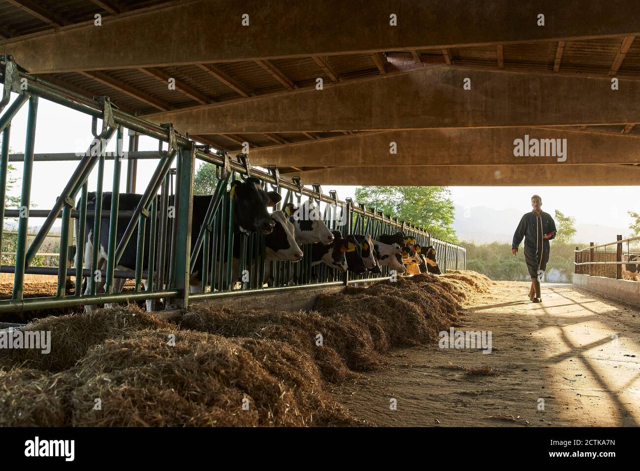 Man walking in front of cows hi-res stock photography and images - Alamy
