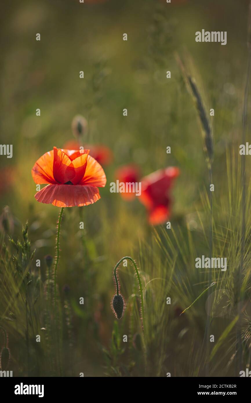 Vertical image field poppy hi-res stock photography and images - Alamy