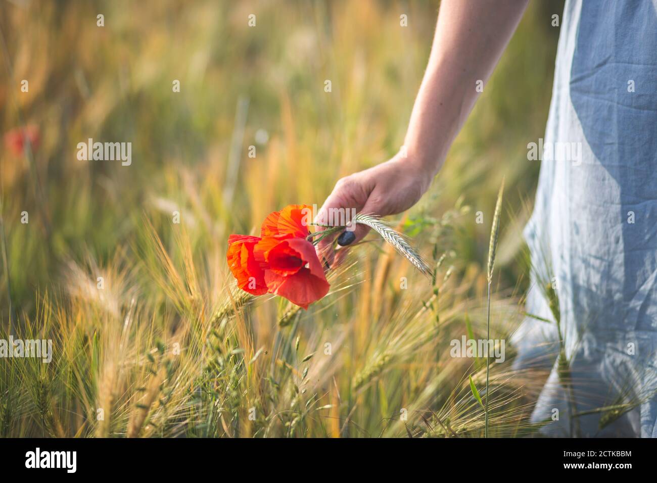 Young woman hand's picking blossom poppy flower in agricultural field Stock Photo