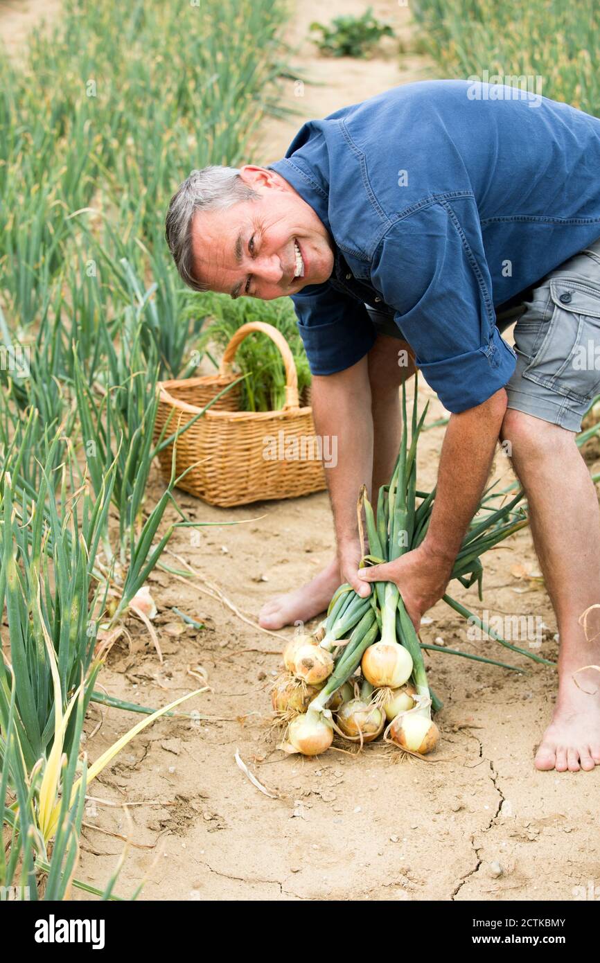 Smiling farmer harvesting organic onion from farm Stock Photo Alamy