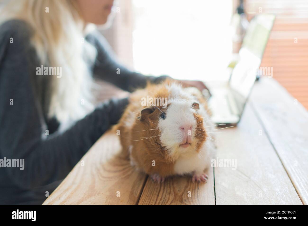 Close-up of guinea pig on table against woman using laptop at home Stock Photo