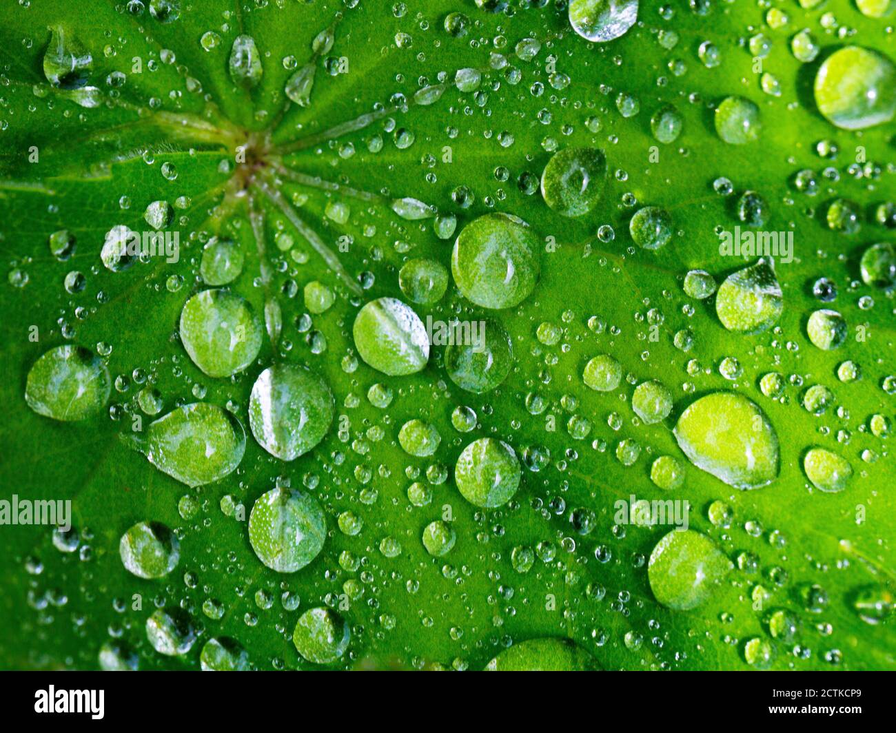 Green leaf covered in raindrops Stock Photo