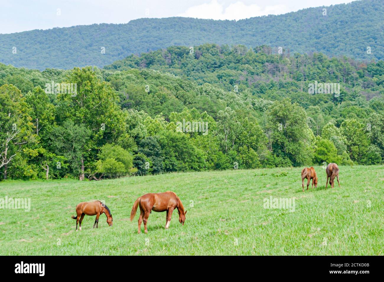Tennessee Great Smoky Mountains National Park,rural country countryside rustic grazing horse pasture, Stock Photo