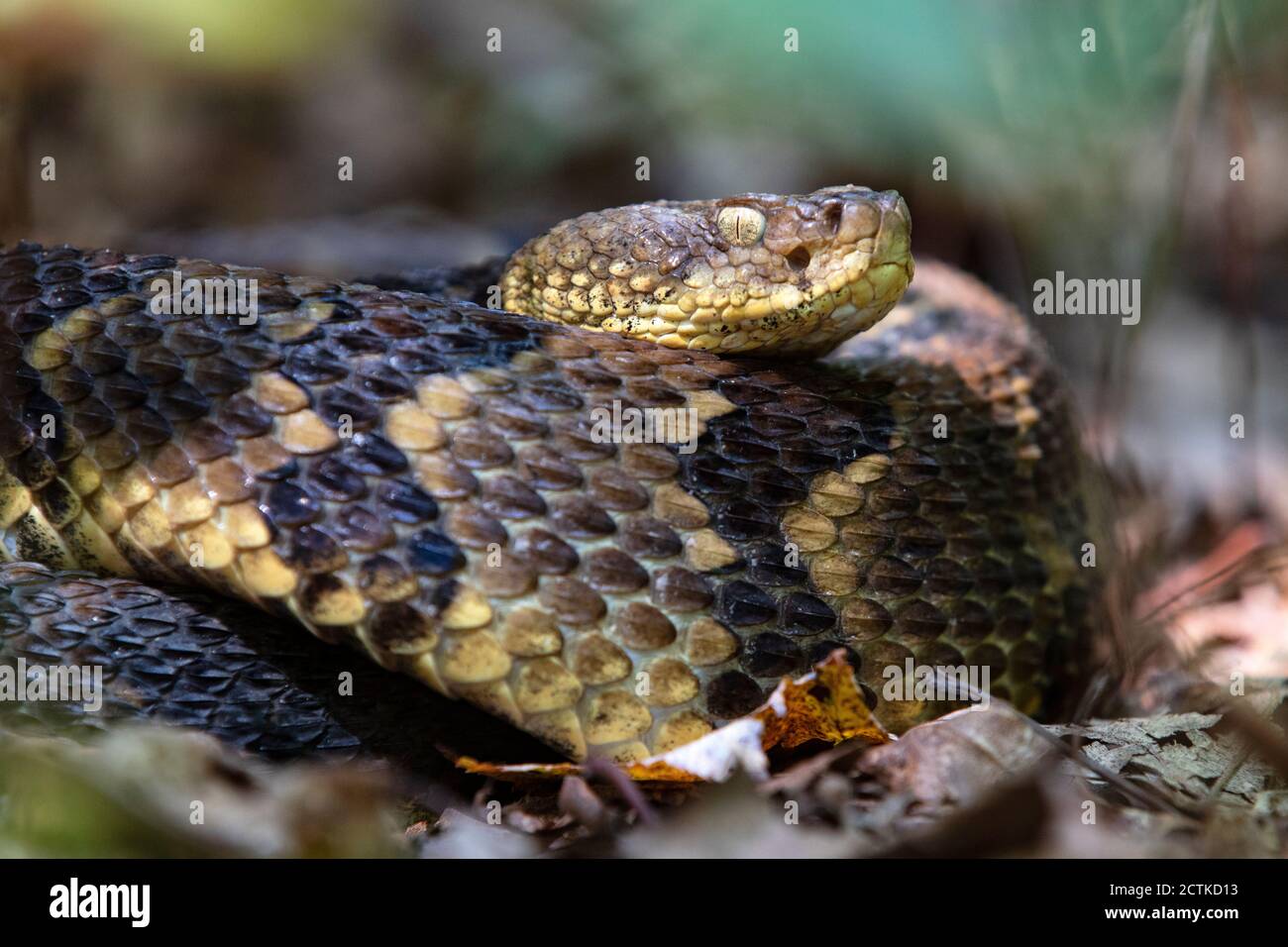 Timber Rattlesnake (Crotalus horridus) - Bracken Mountain Preserve
