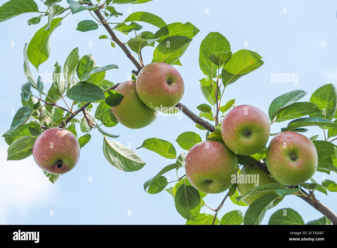 Orchard barn hires stock photography and images Alamy