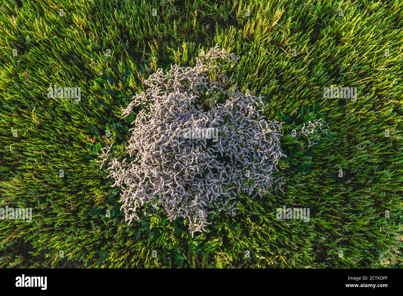 Aerial view of growing sea lavender (limonium) and salicornia Stock Photo