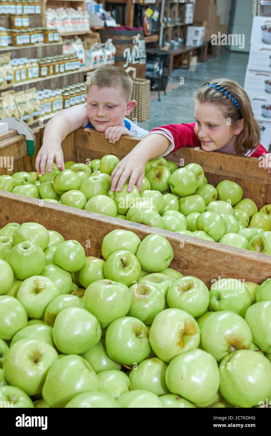 Working apple orchard apples green granny smith boy girl looking hires
