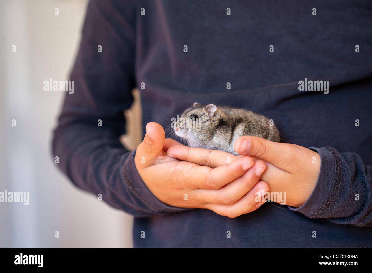 Midsection of girl holding cute hamster Stock Photo