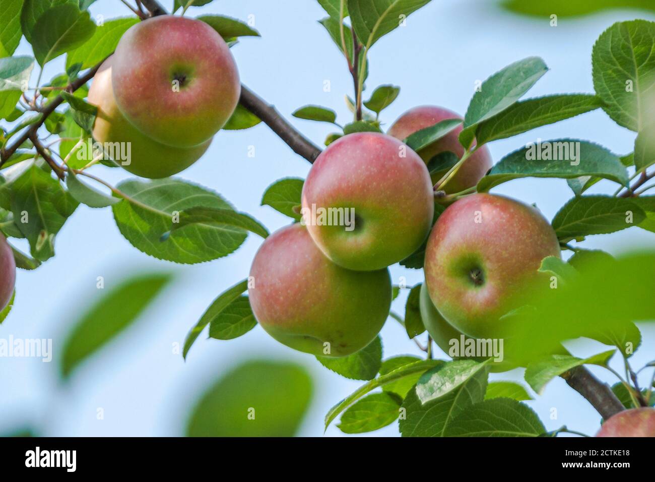 Apple Valley Road High Resolution Stock Photography And Images Alamy