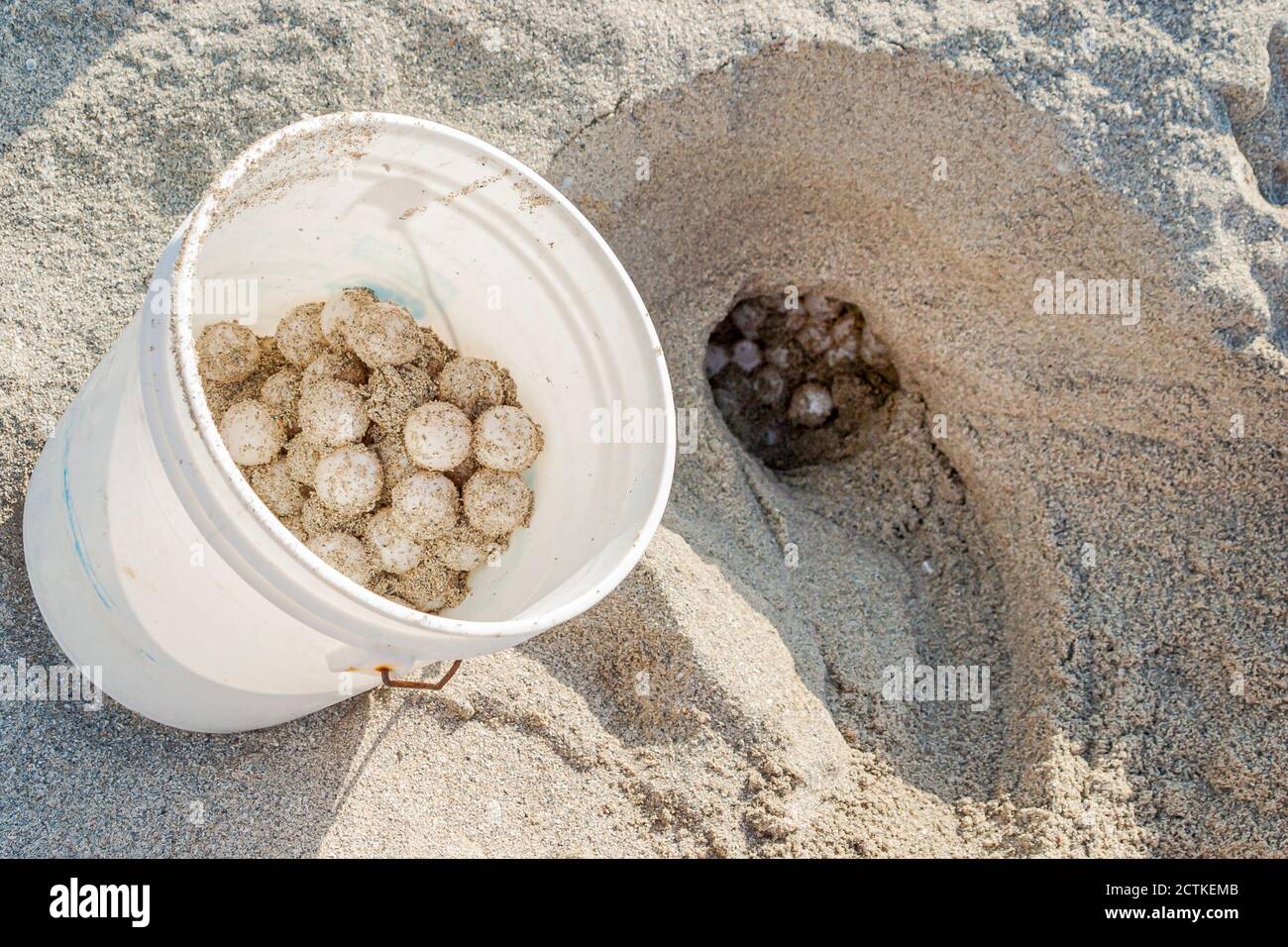 Miami Beach Florida,bucket contains loggerhead sea turtle eggs,near nest busy public beach sand, Stock Photo