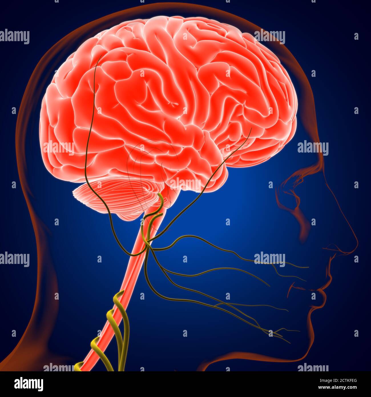 Human Brain Anatomy For Medical Concept 3D Illustration Stock Photo - Alamy