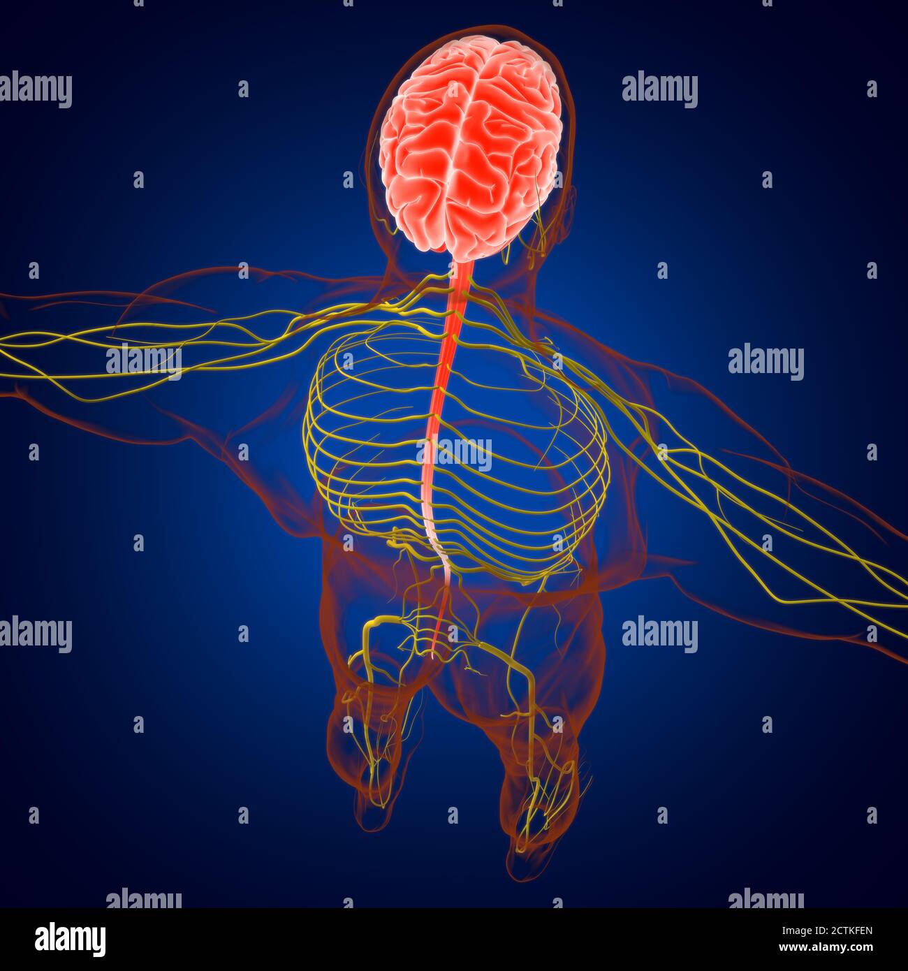 Human Brain Anatomy For Medical Concept 3D Illustration Stock Photo - Alamy