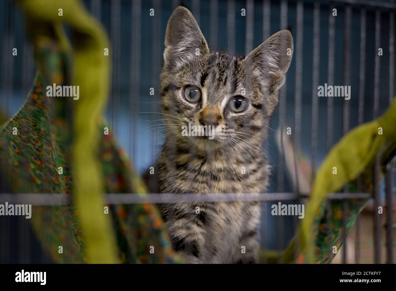 Cat in a cage in a veterinary clinic animal shelter looking out of a cage. Stock Photo