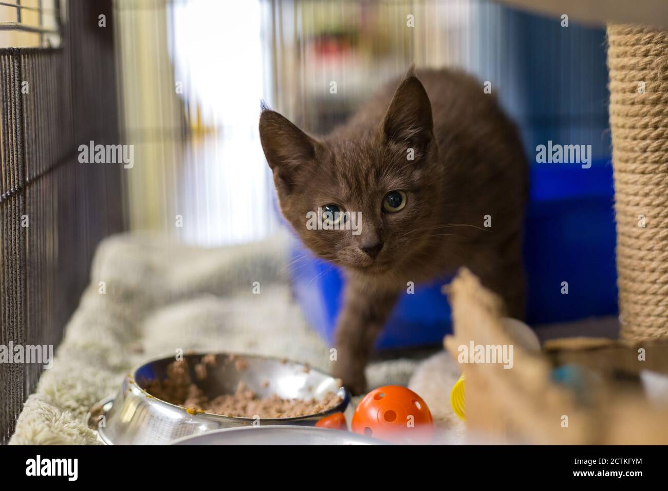 Cat in a cage in a veterinary clinic animal shelter looking out of a cage. Stock Photo