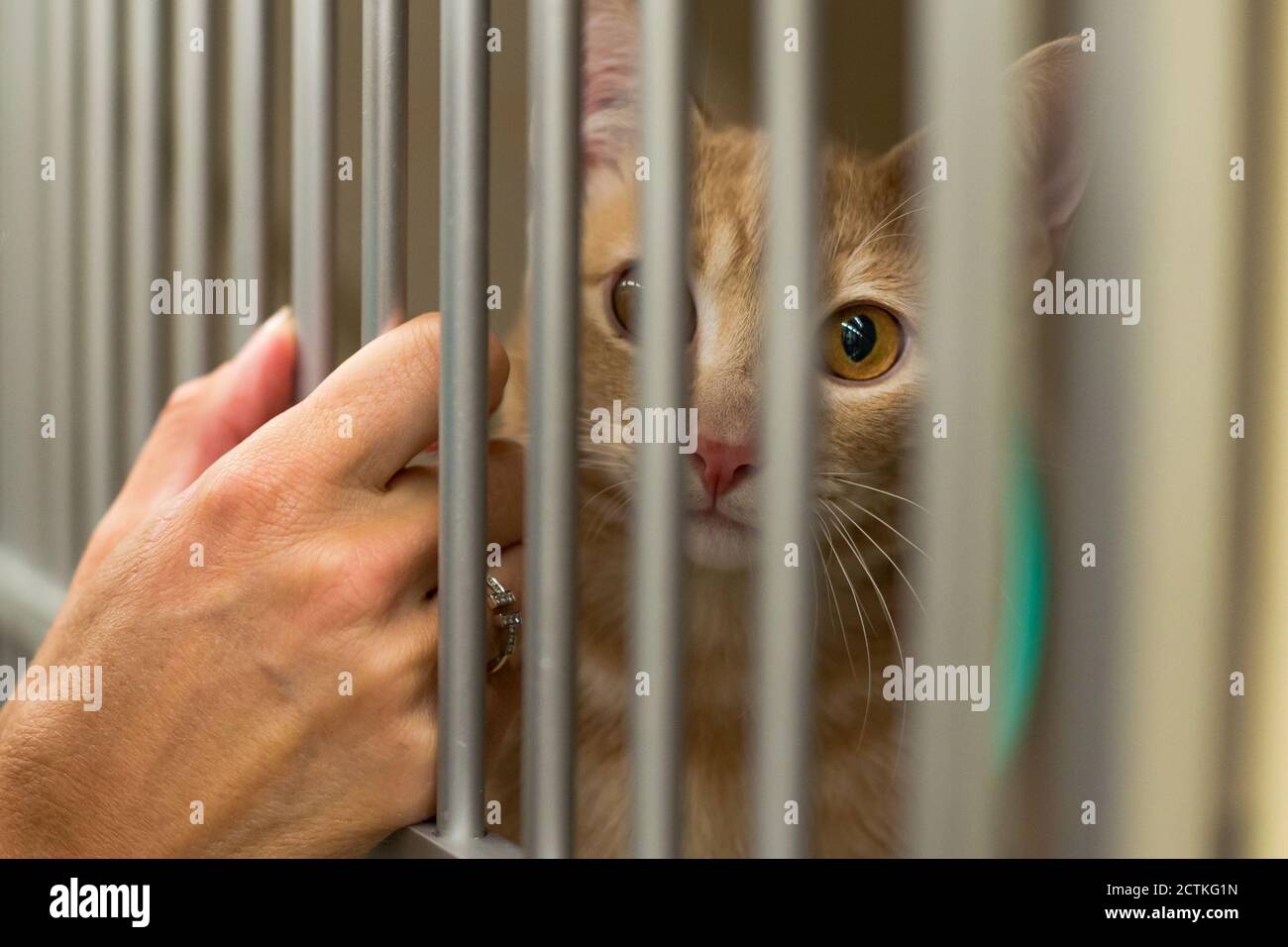 Cat in a cage in a veterinary clinic animal shelter looking out of a cage. Stock Photo