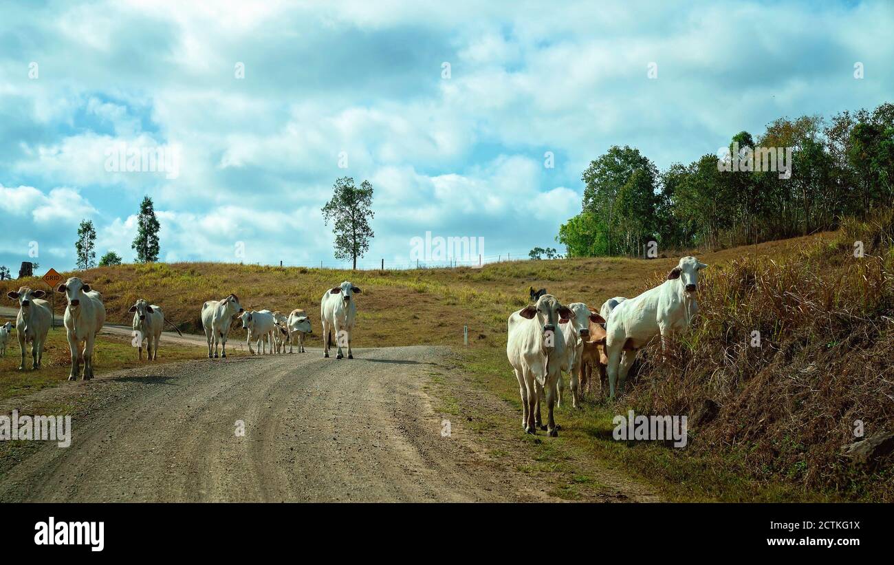 Cattle wandering along a country dirt road outside of their fenced ...