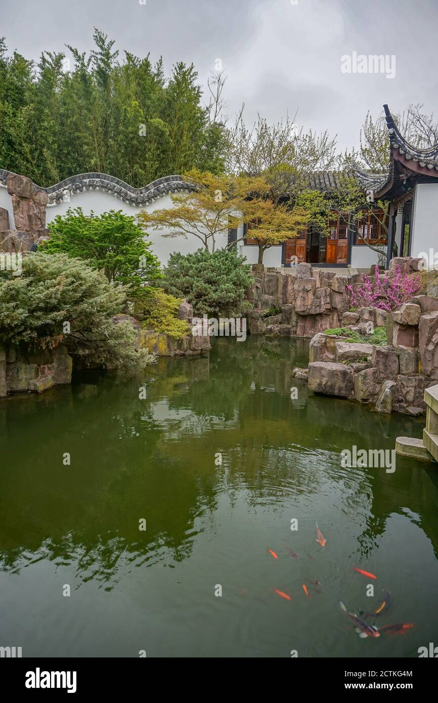 Staten Island, New York: Koi pond in the New York Chinese Scholars Garden, a walled garden built in 1998 at the Snug Harbor Cultural Center and Botani Stock Photo