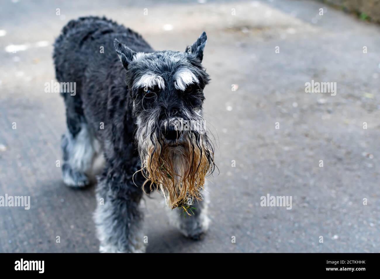wet schnauzer