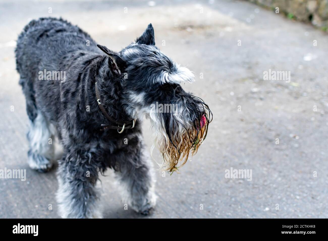 wet schnauzer