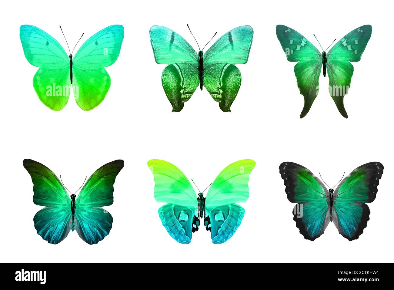 Six Color Butterflies Isolated On A White Background Stock Photo Alamy