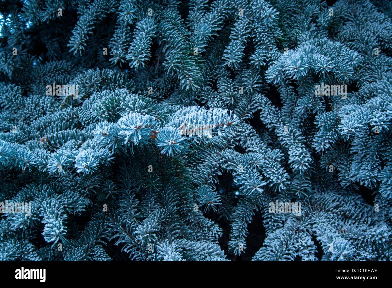 Closeup close up branch hi-res stock photography and images - Alamy