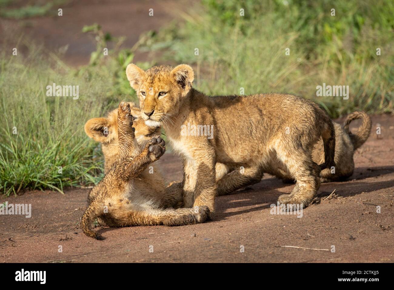 Two small baby lions playing in Serengeti in Tanzania Stock Photo