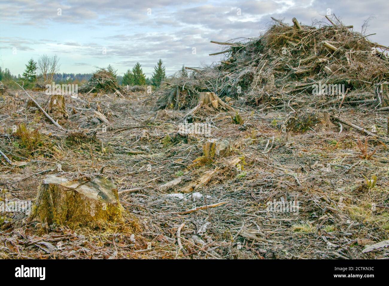 Olympic National Forest, Washington, USA.  Clear-cut logging and piles of logging debris (slash piles) on the Olympic Pennisula.   Commonly clearcuts Stock Photo