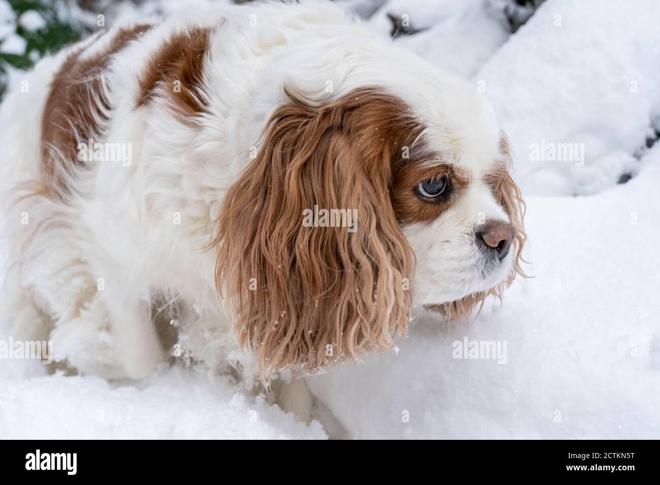 Issaquah, Washington, USA.  'Mandy', an elderly Cavalier King Charles Spaniel, determined to make her own path in the snow.  (PR) Stock Photo