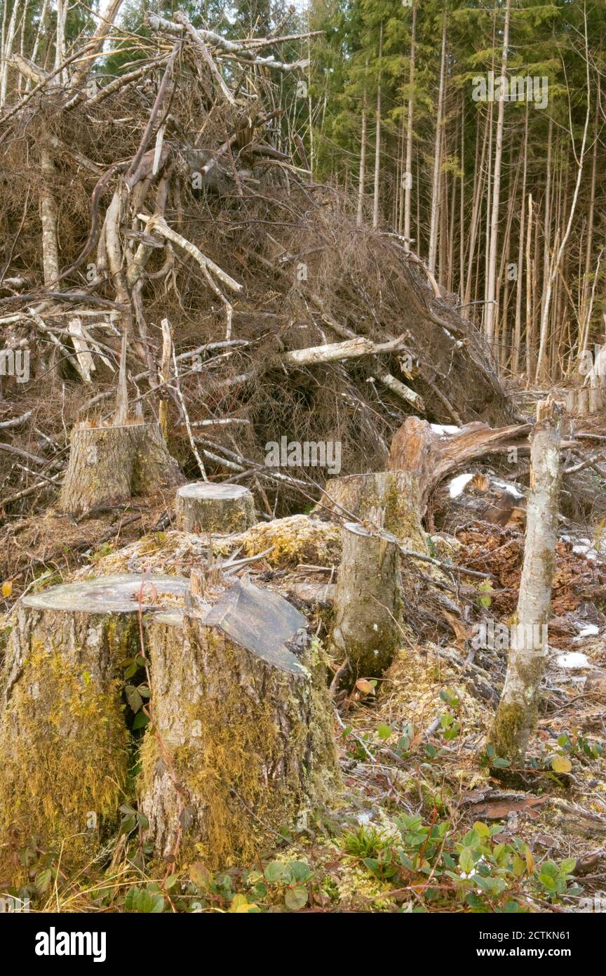 Olympic Pennisula in Washington, USA.  Clear-cut logging and piles of logging debris.  Clearcuts leave blocks of 'reserve' trees that won't be cut. Stock Photo