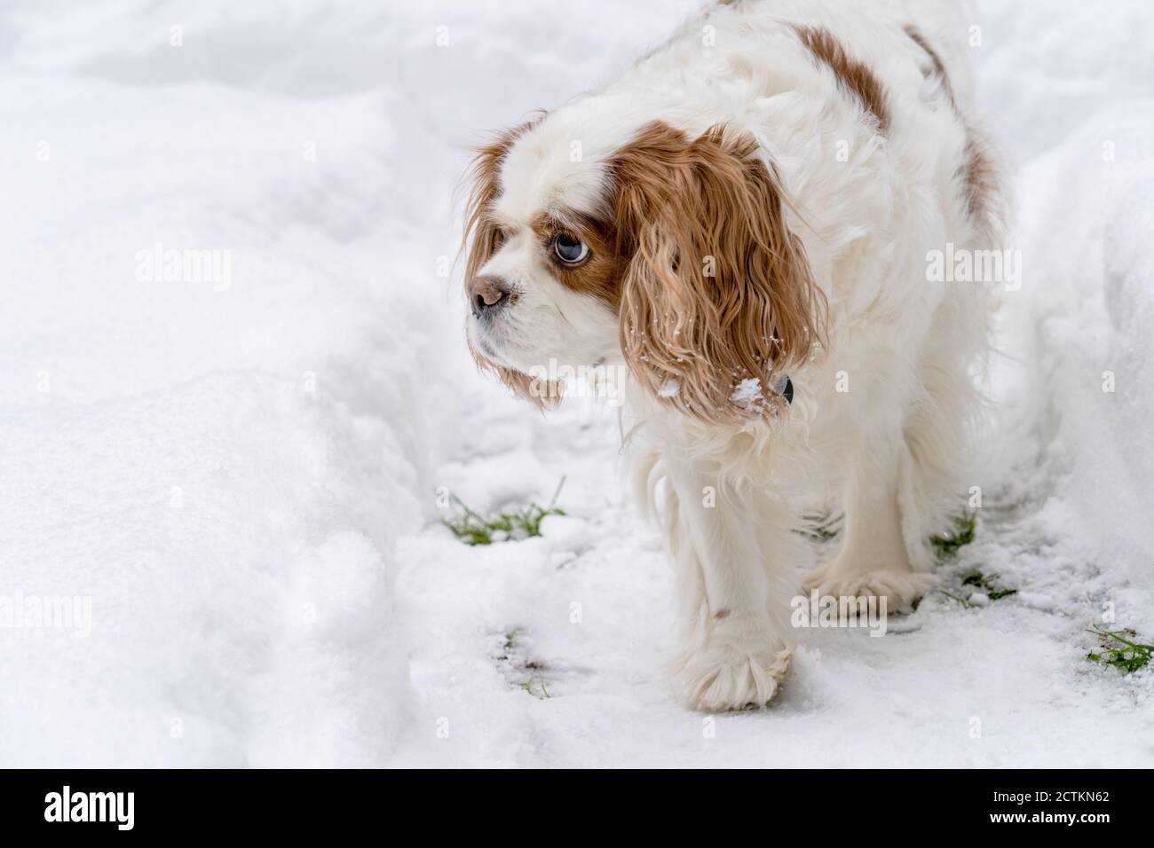 Issaquah, Washington, USA.  'Mandy', an elderly Cavalier King Charles Spaniel walking on a shoveled-out path in the snow.  (PR) Stock Photo
