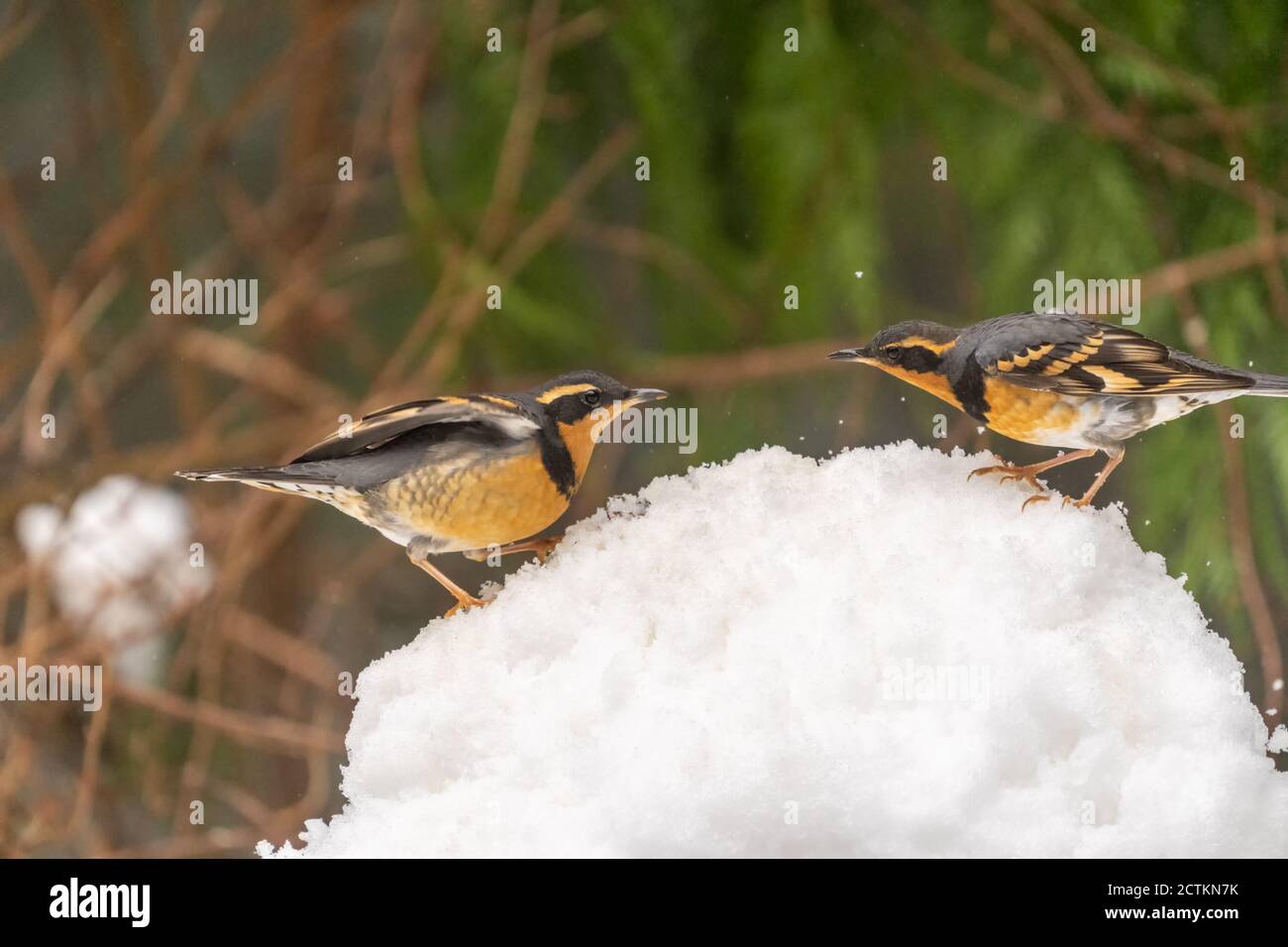 Issaquah, Washington, USA.  Two male Varied Thrushes standing on a deep pile of snow during a light snowfall, each claiming the territory of that snow Stock Photo