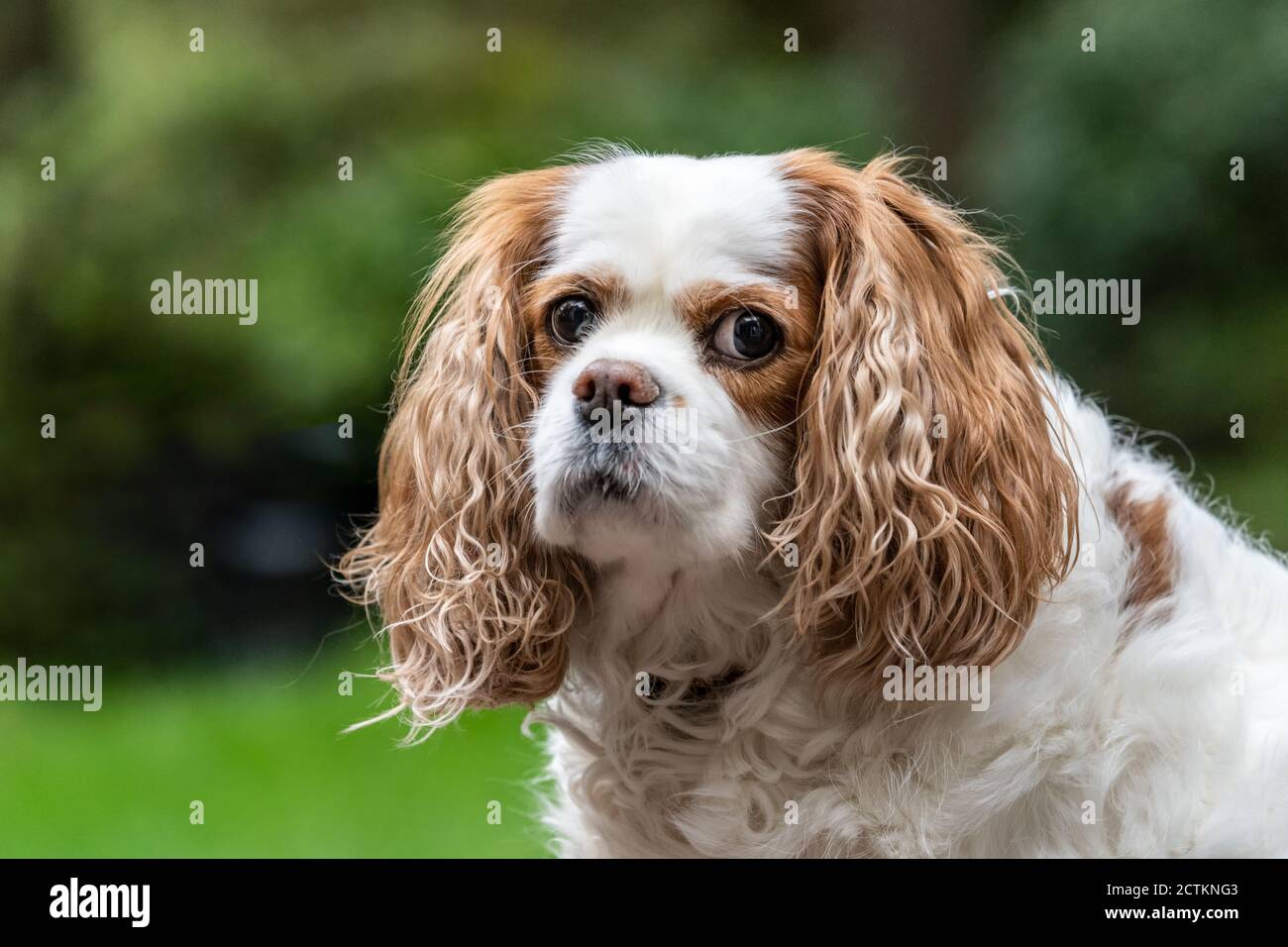 Cavalier king charles spaniel old sale