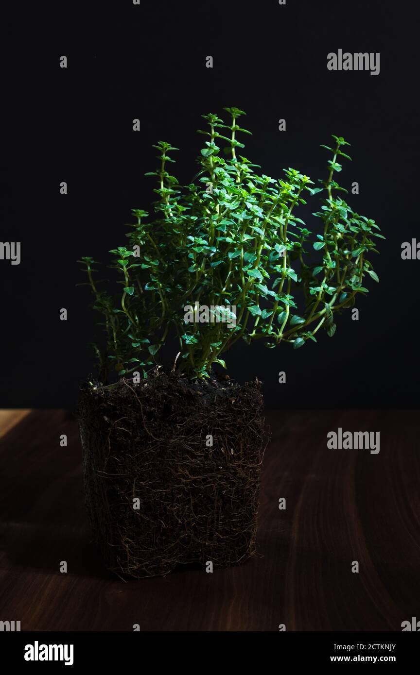 Blackbackground hi-res stock photography and images - Alamy