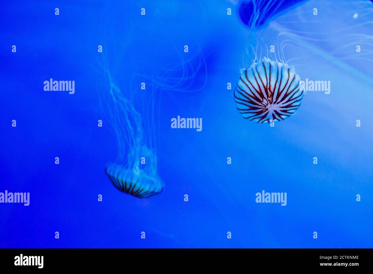 Jellyfish in an aquarium with blue water Stock Photo - Alamy