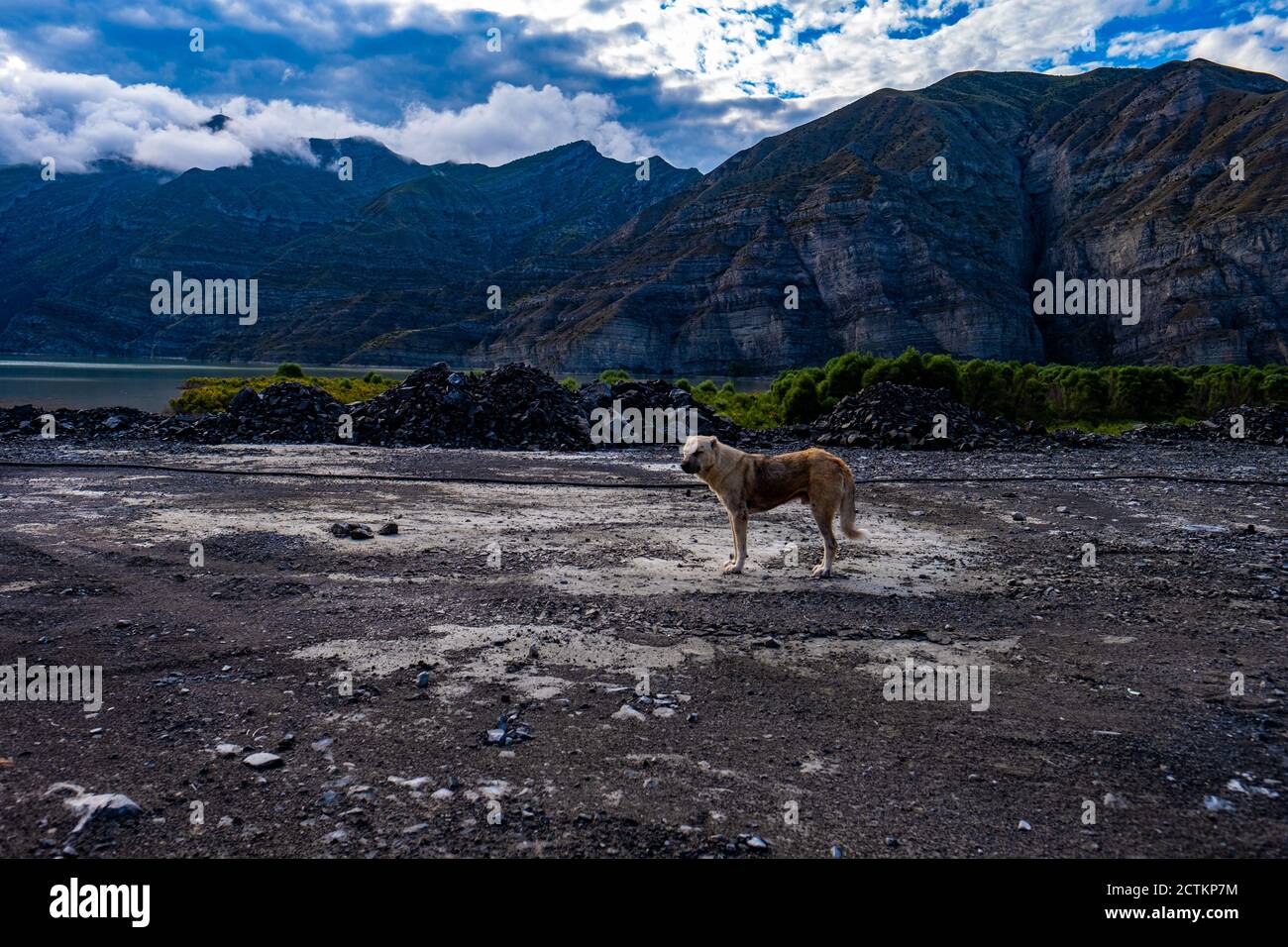 View of standing Anatolian shepherd with the background of a rocky mountain Stock Photo